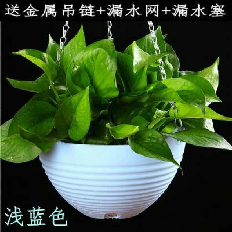 花盆