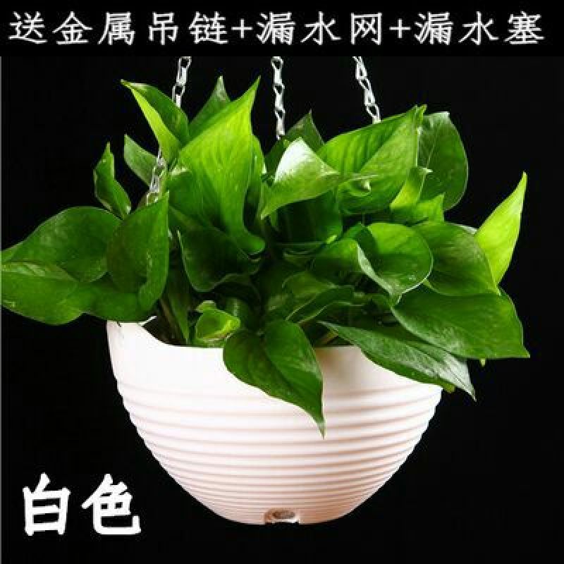 花盆