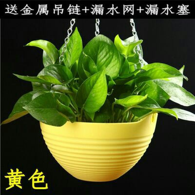 花盆