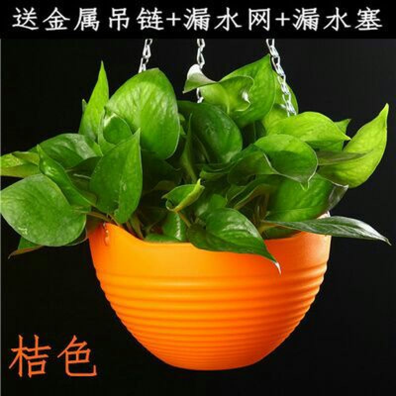 花盆