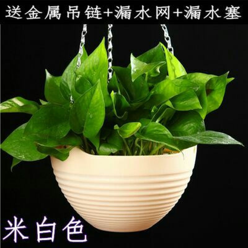 花盆