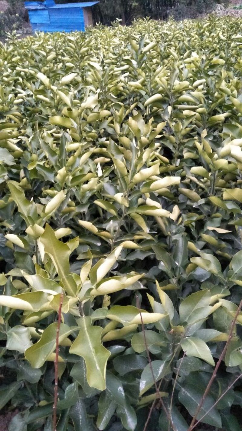 红心蜜柚苗(基地直供，品种纯正