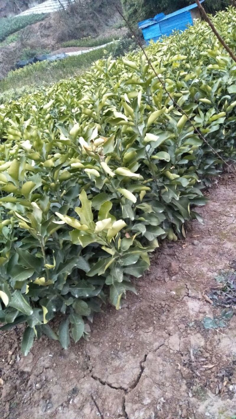 红心蜜柚苗(基地直供，品种纯正