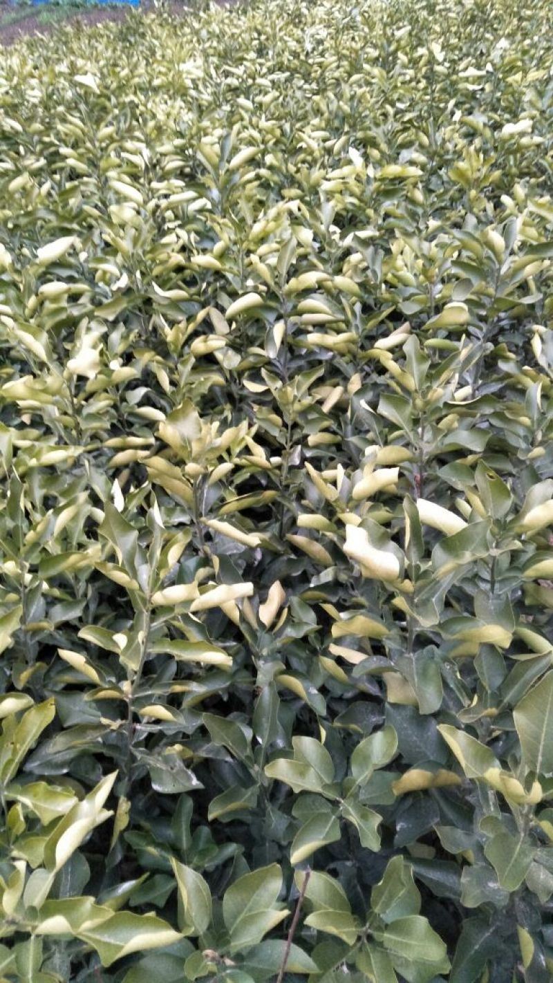 红心蜜柚苗(基地直供，品种纯正