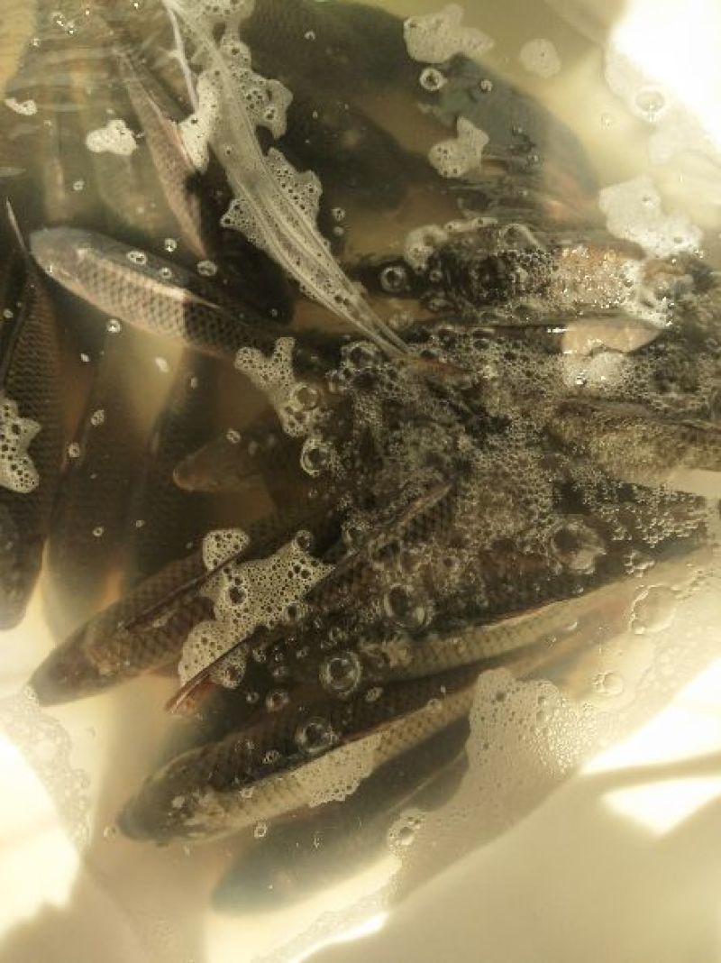 河鲤鱼食用1~2公斤