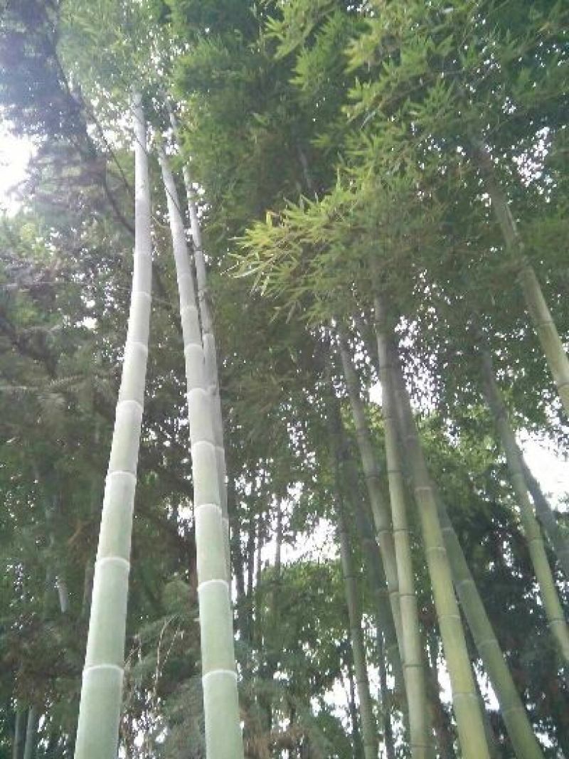 楠竹苗，毛竹苗，无纺布杯苗(库存50万)量大价优