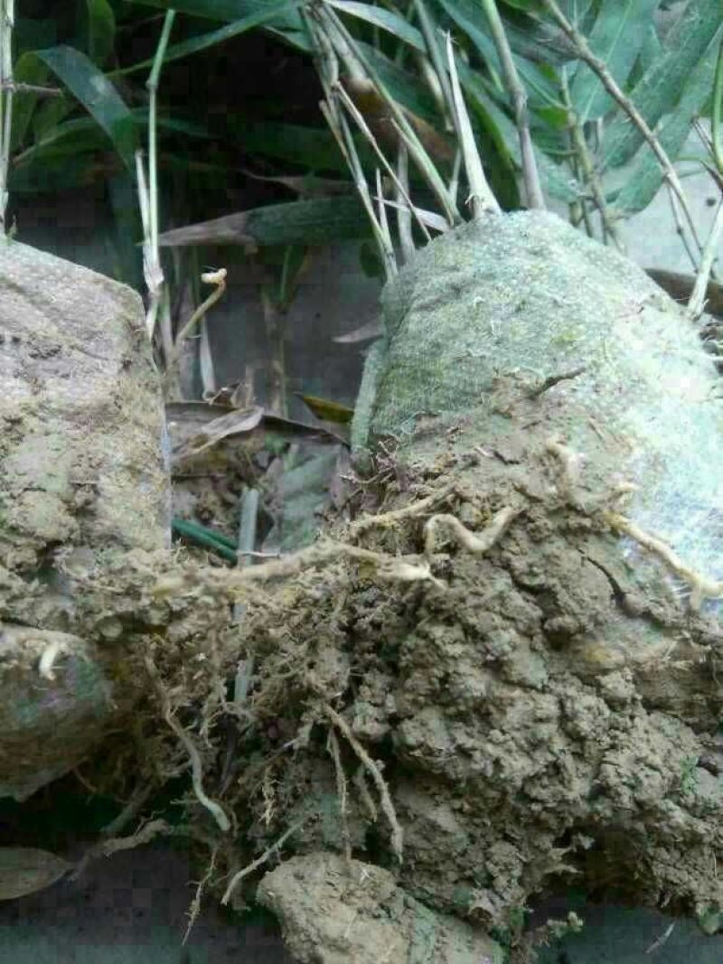 楠竹苗，毛竹苗，无纺布杯苗(库存50万)量大价优