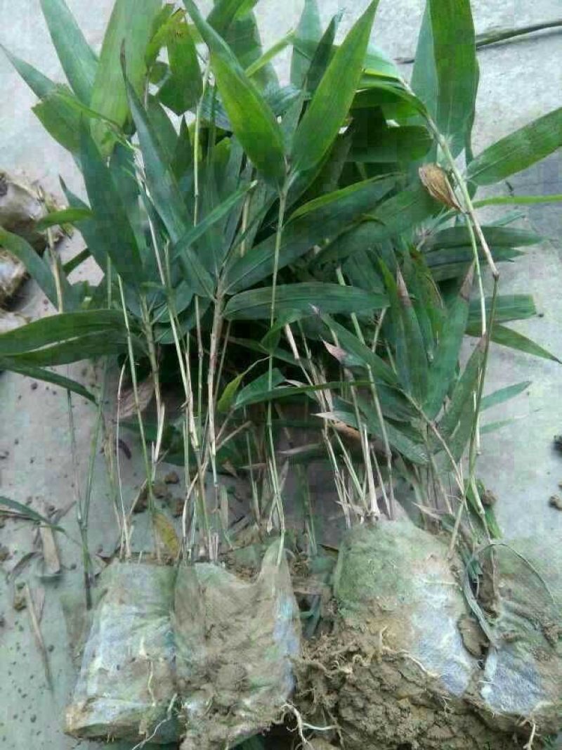楠竹苗，毛竹苗，无纺布杯苗(库存50万)量大价优