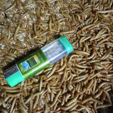 黄粉虫饲料