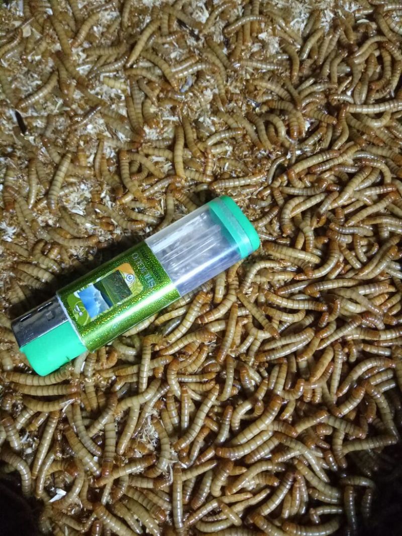 黄粉虫饲料