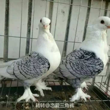 玩赏鸽元宝鸽各种观赏鸽出售