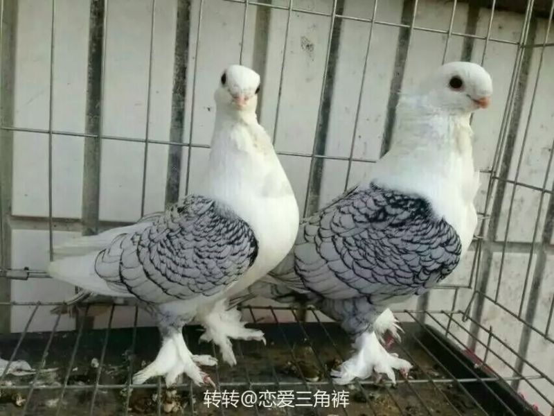 玩赏鸽元宝鸽各种观赏鸽出售