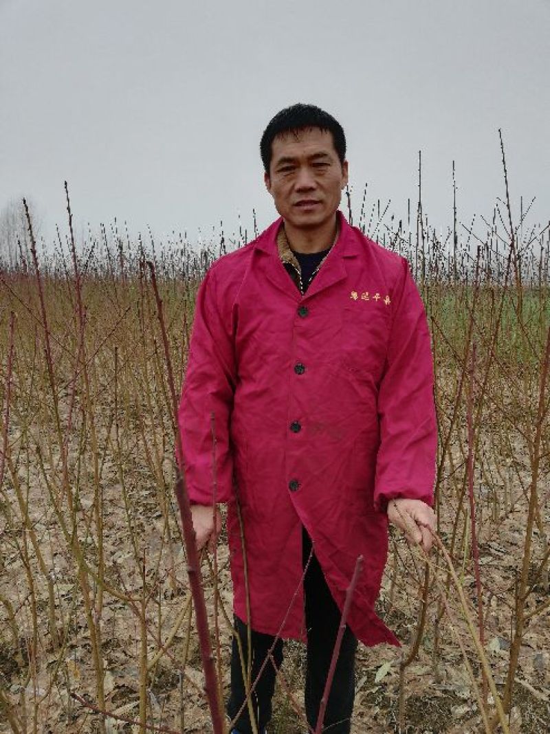 桃树苗红冠桃树苗大果型早熟挑果肉硬脆