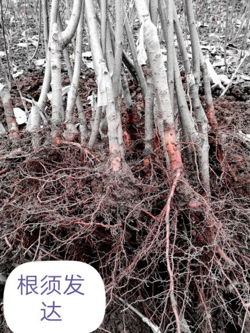 桃树苗红冠桃树苗大果型早熟挑果肉硬脆