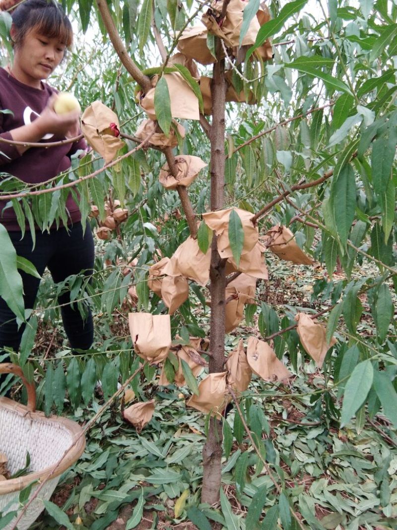 黄桃树苗80cm以上