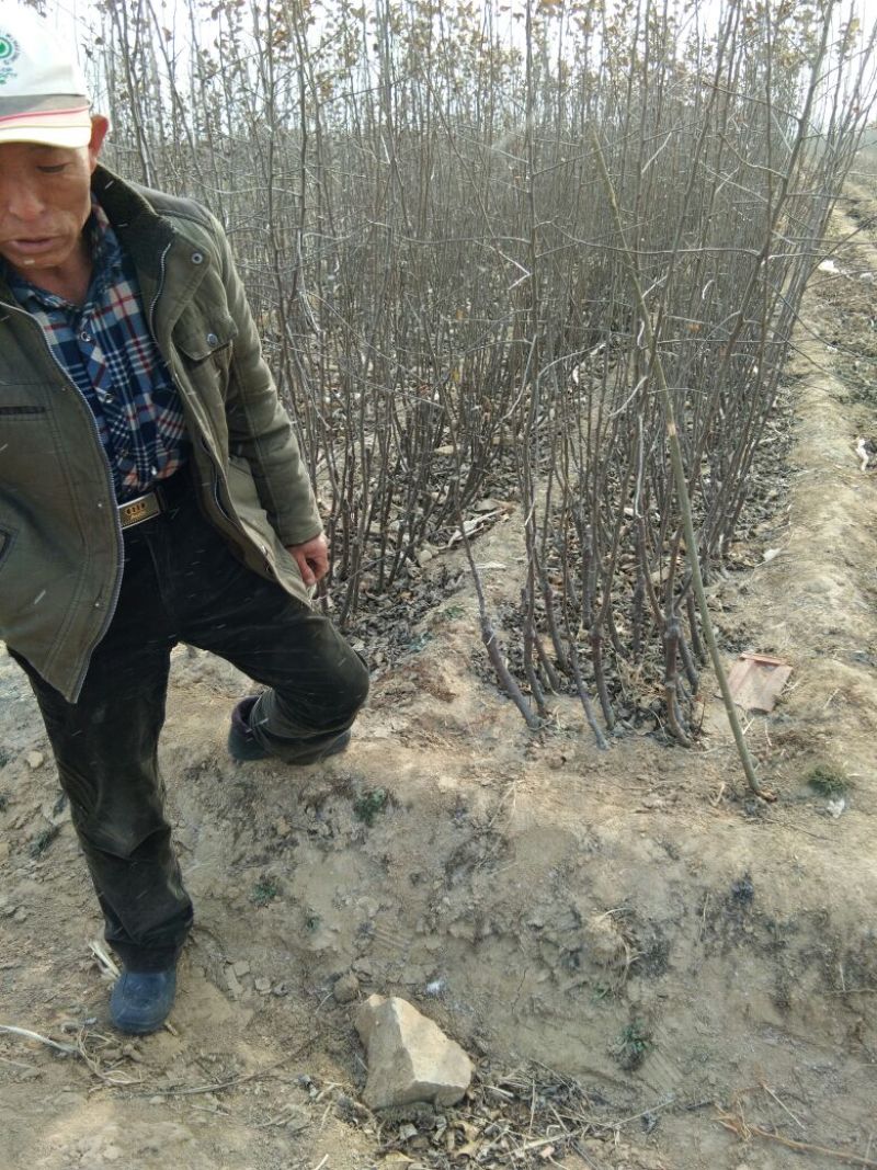 珍珠油杏树苗70~80cm
