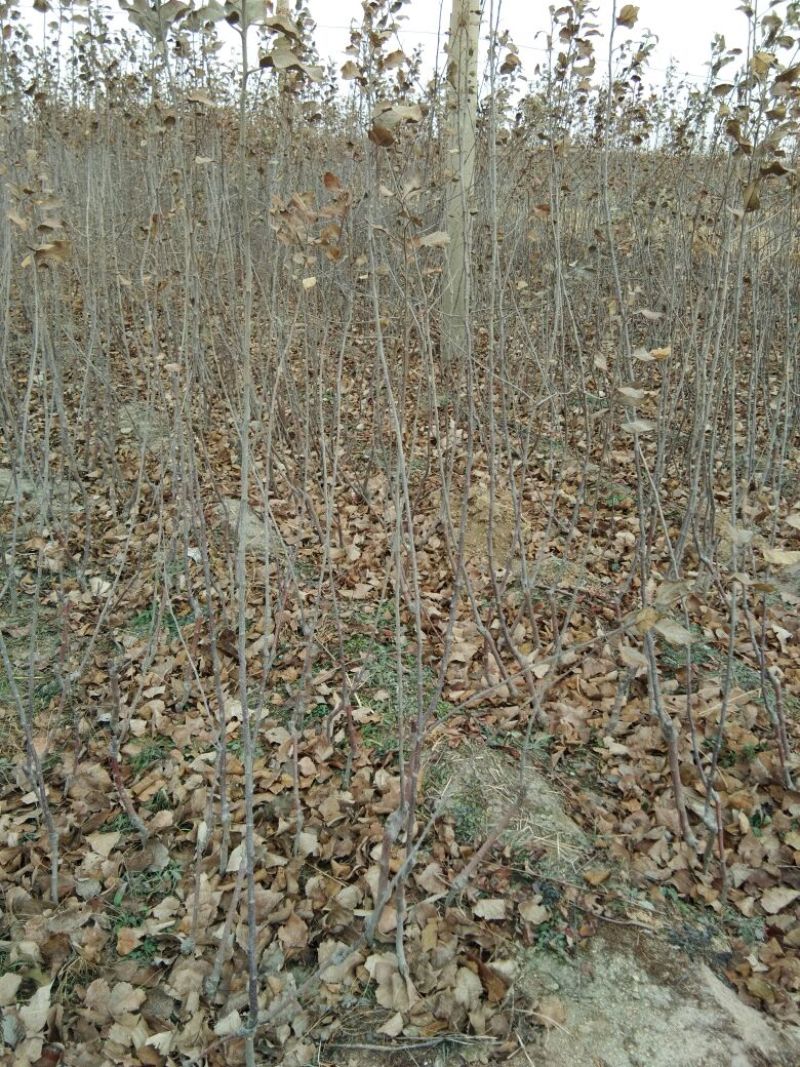 珍珠油杏树苗70~80cm