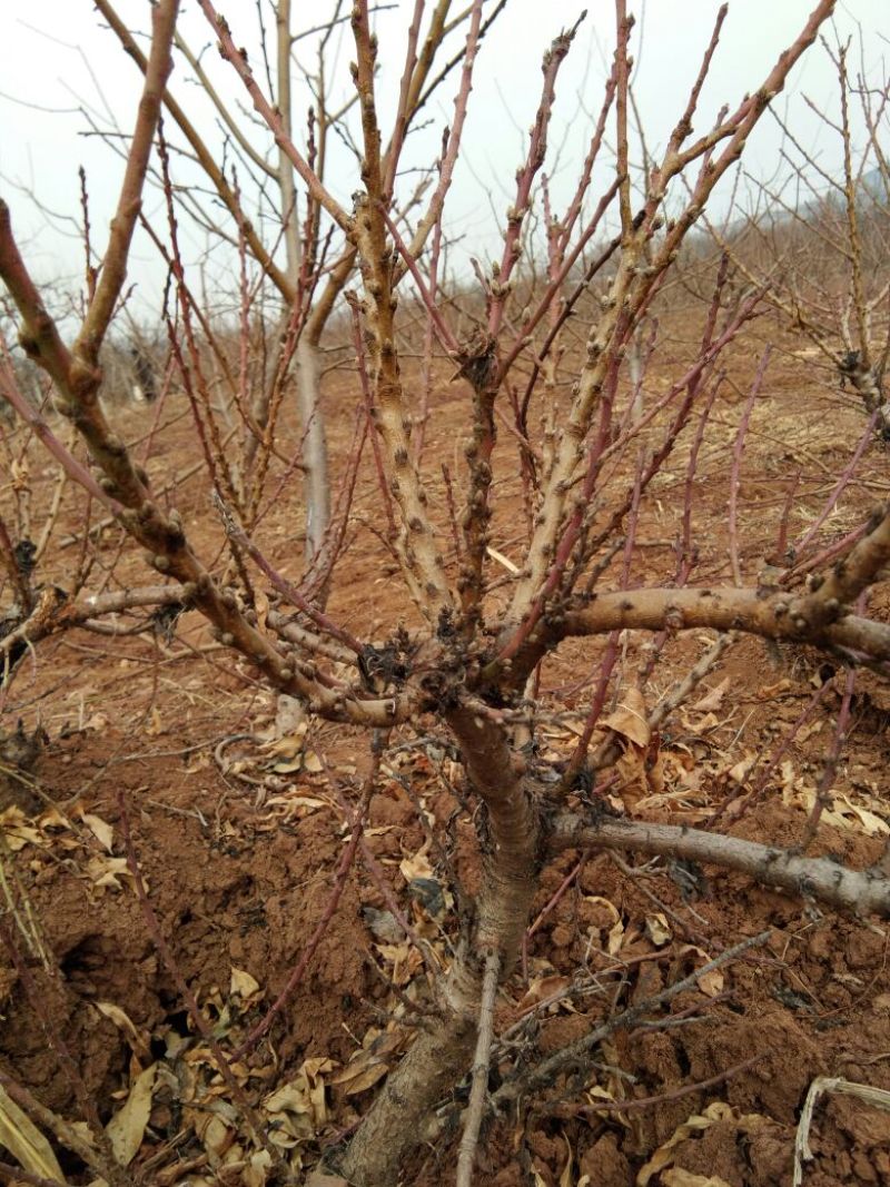 龙柱碧桃8~10cm0.5~1米