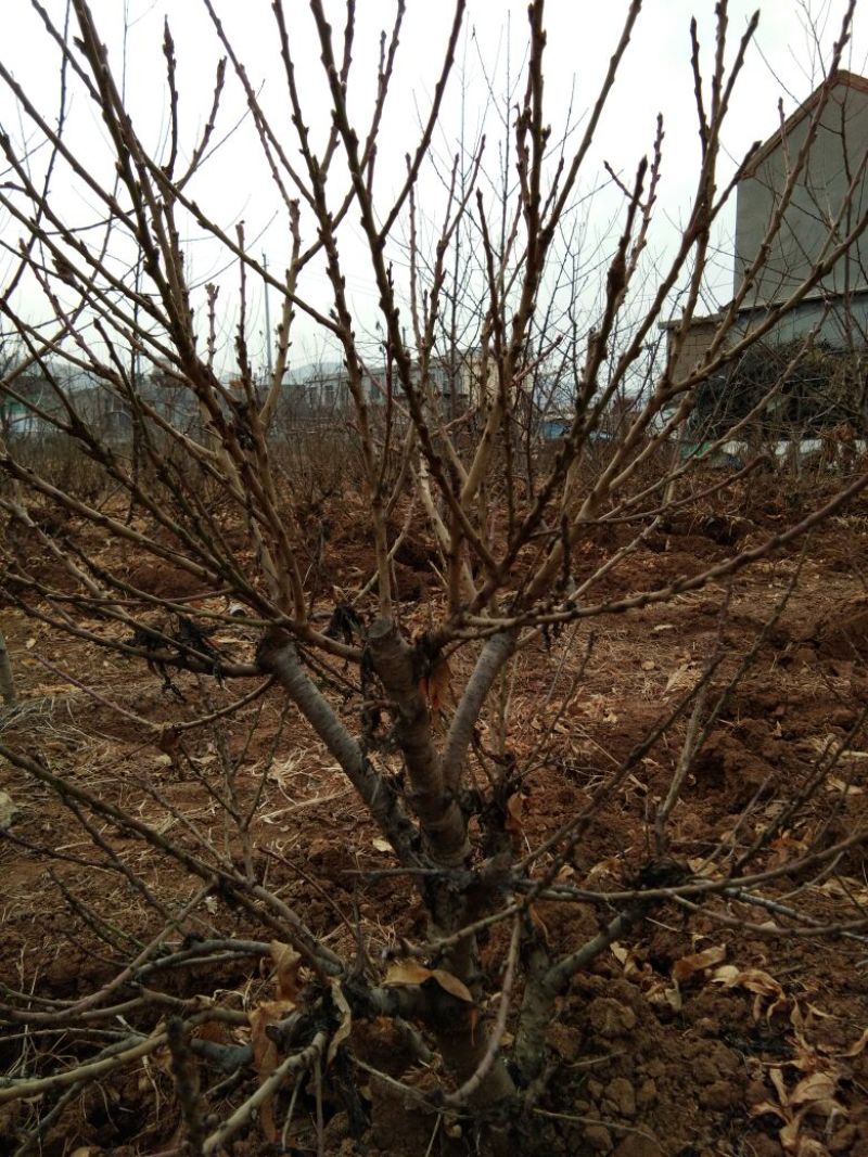 龙柱碧桃8~10cm0.5~1米