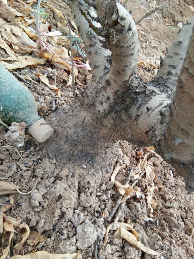 龙柱碧桃8~10cm0.5~1米