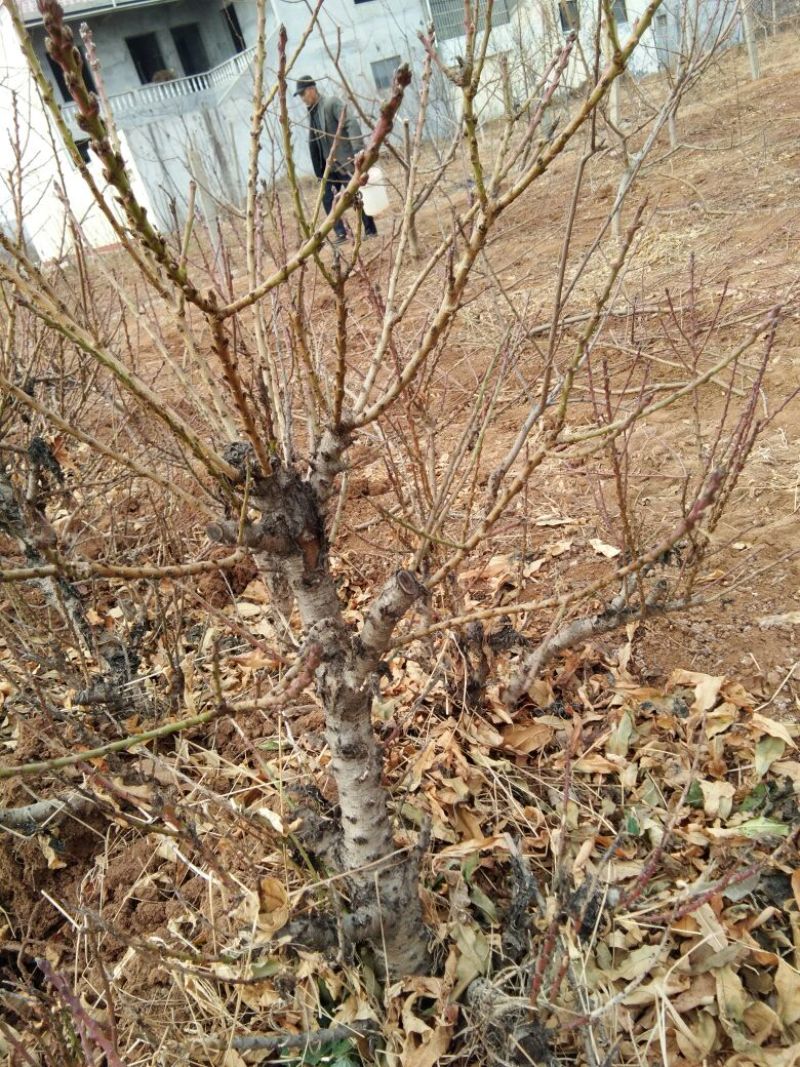龙柱碧桃8~10cm0.5~1米