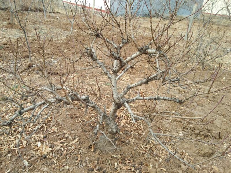 龙柱碧桃8~10cm0.5~1米