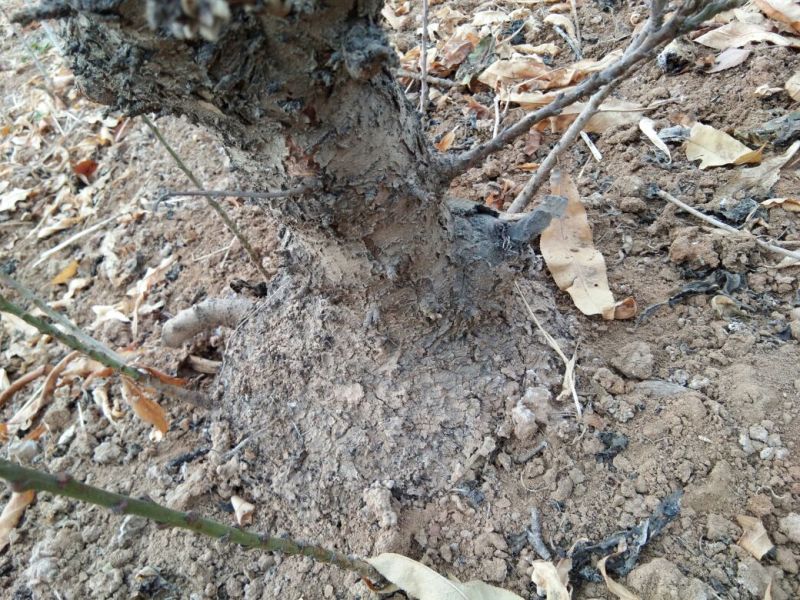 龙柱碧桃8~10cm0.5~1米