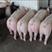 三元仔猪20~60斤，实力猪场，保证成活率