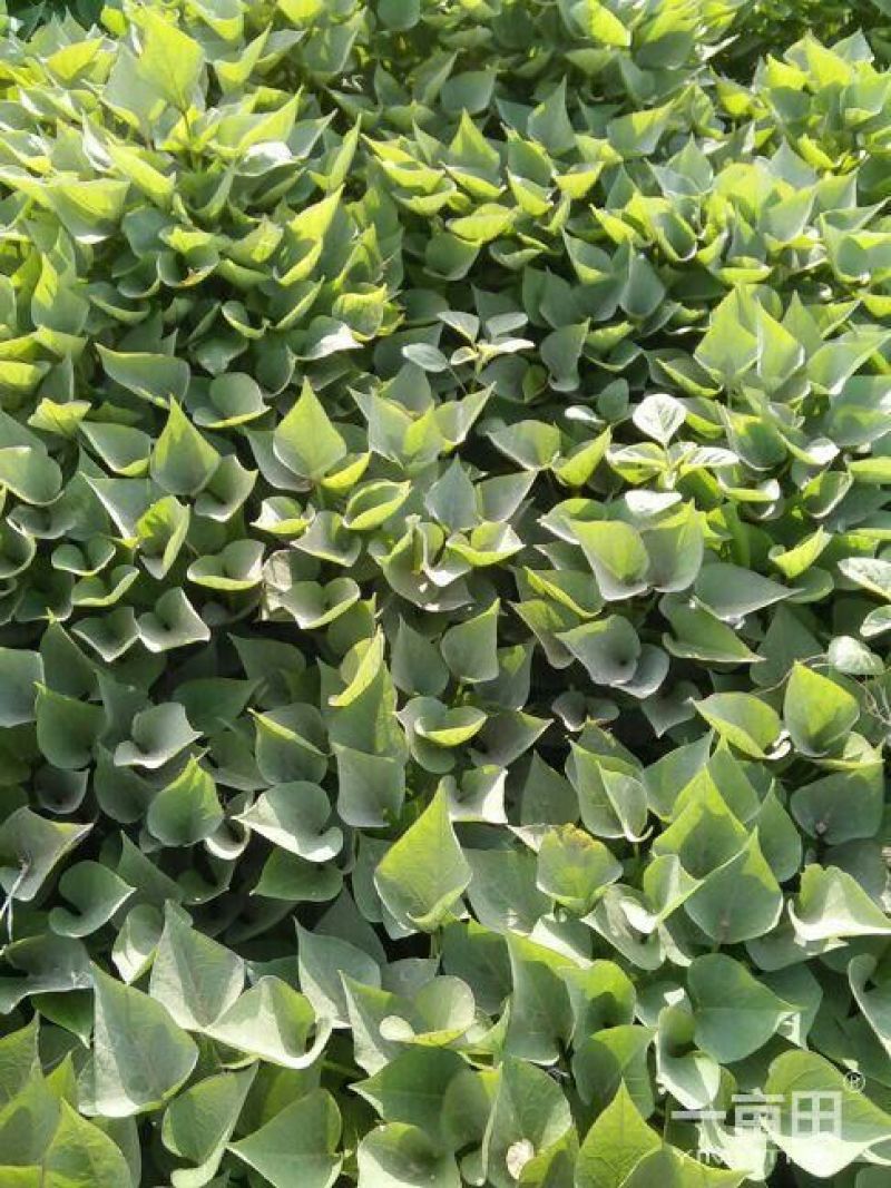 济薯26红薯苗25~35cm