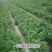 花椒苗大红袍花椒苗基地批发无刺花椒苗