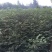 花椒苗大红袍花椒苗基地批发无刺花椒苗