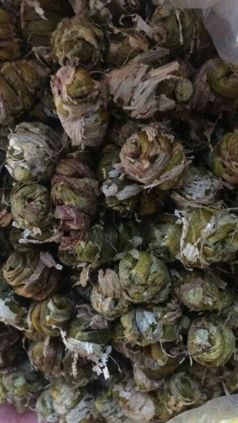 雁荡山铁皮石斛枫斗大中小颗粒