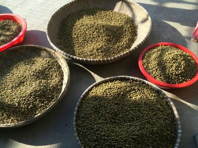 雁荡山铁皮石斛枫斗大中小颗粒