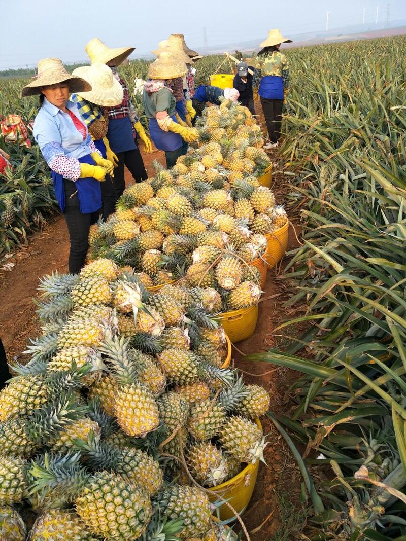 广东菠萝（诚信第一)质量保证，农户第一手货源