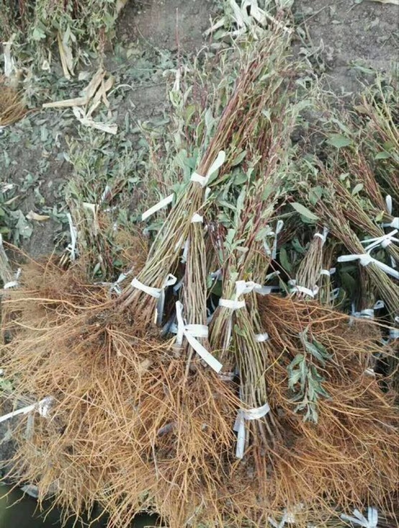 山西优质钙果苗起苗，量大从优，精品钙果苗快递