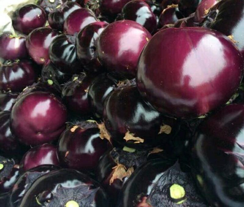 紫光圆茄5两以上大量供应