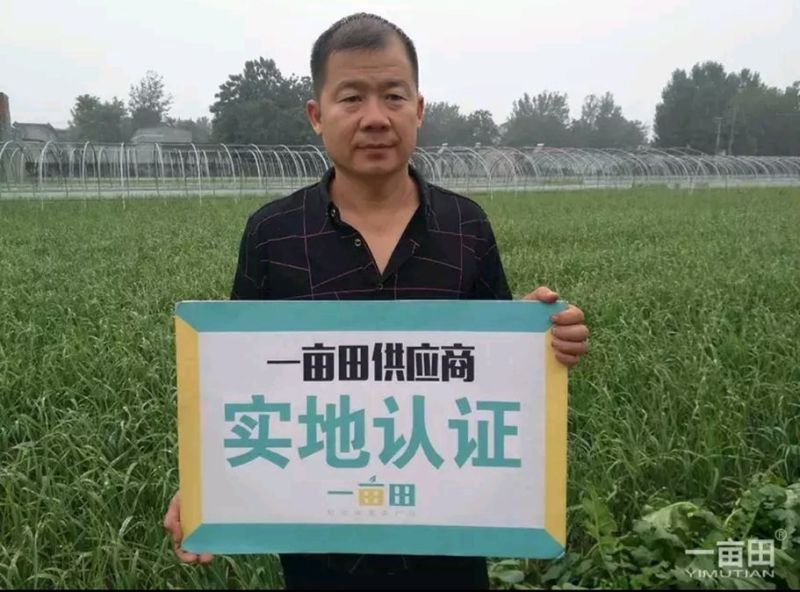 红薯3两以上商品薯种薯商薯十九、西瓜红、玛莎丽