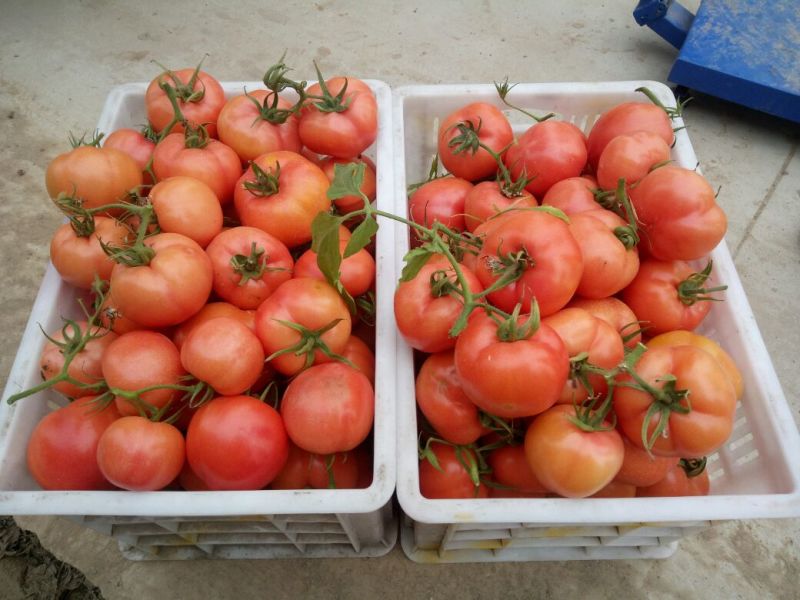 [精品]优质河南汝南硬粉红沙瓤西红柿电商商超质优
