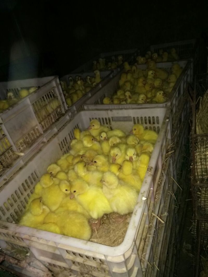 白鹅苗皖浦杂交混苗