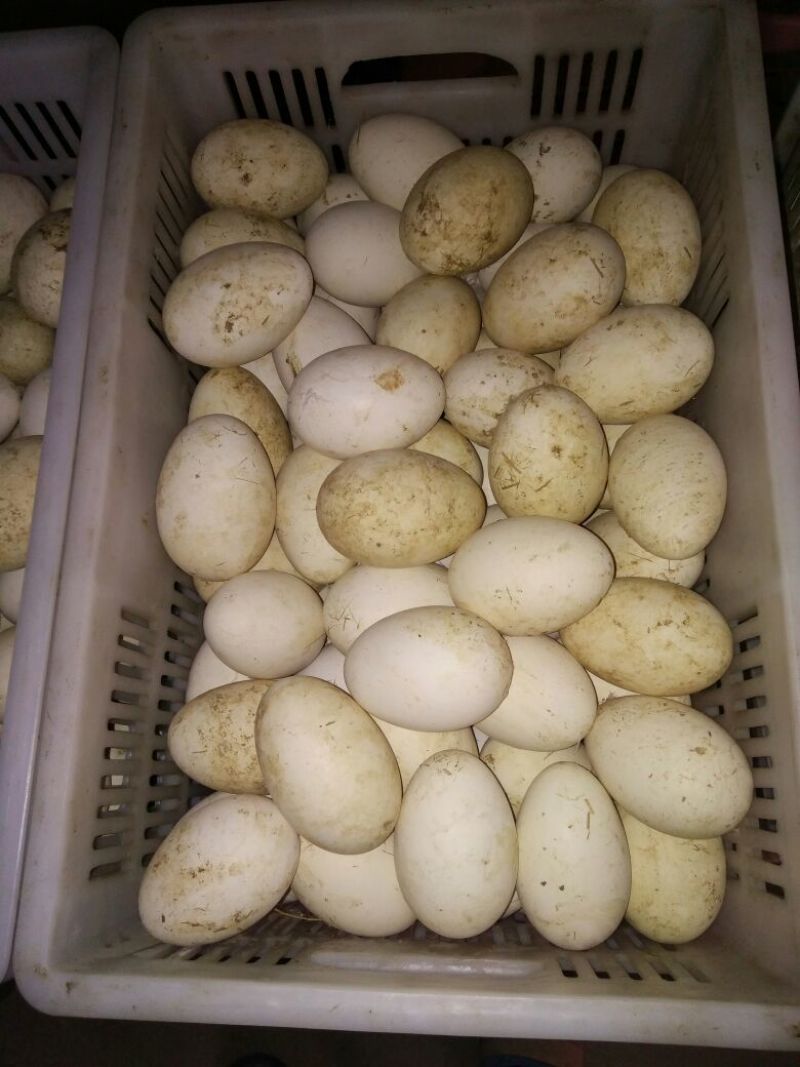 白鹅苗皖浦杂交混苗