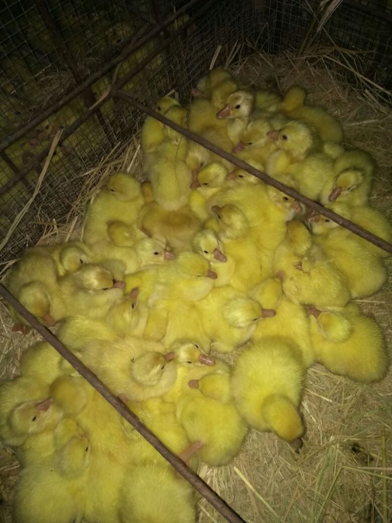 白鹅苗皖浦杂交混苗