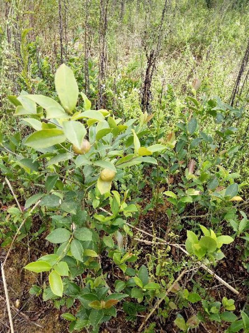 闽优油茶苗高产油茶裸根苗，（油茶袋苗）。