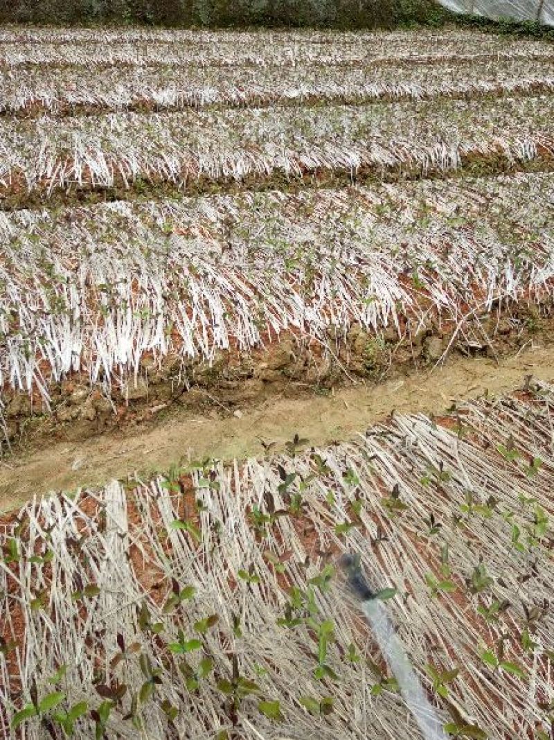 闽优油茶苗高产油茶裸根苗，（油茶袋苗）。