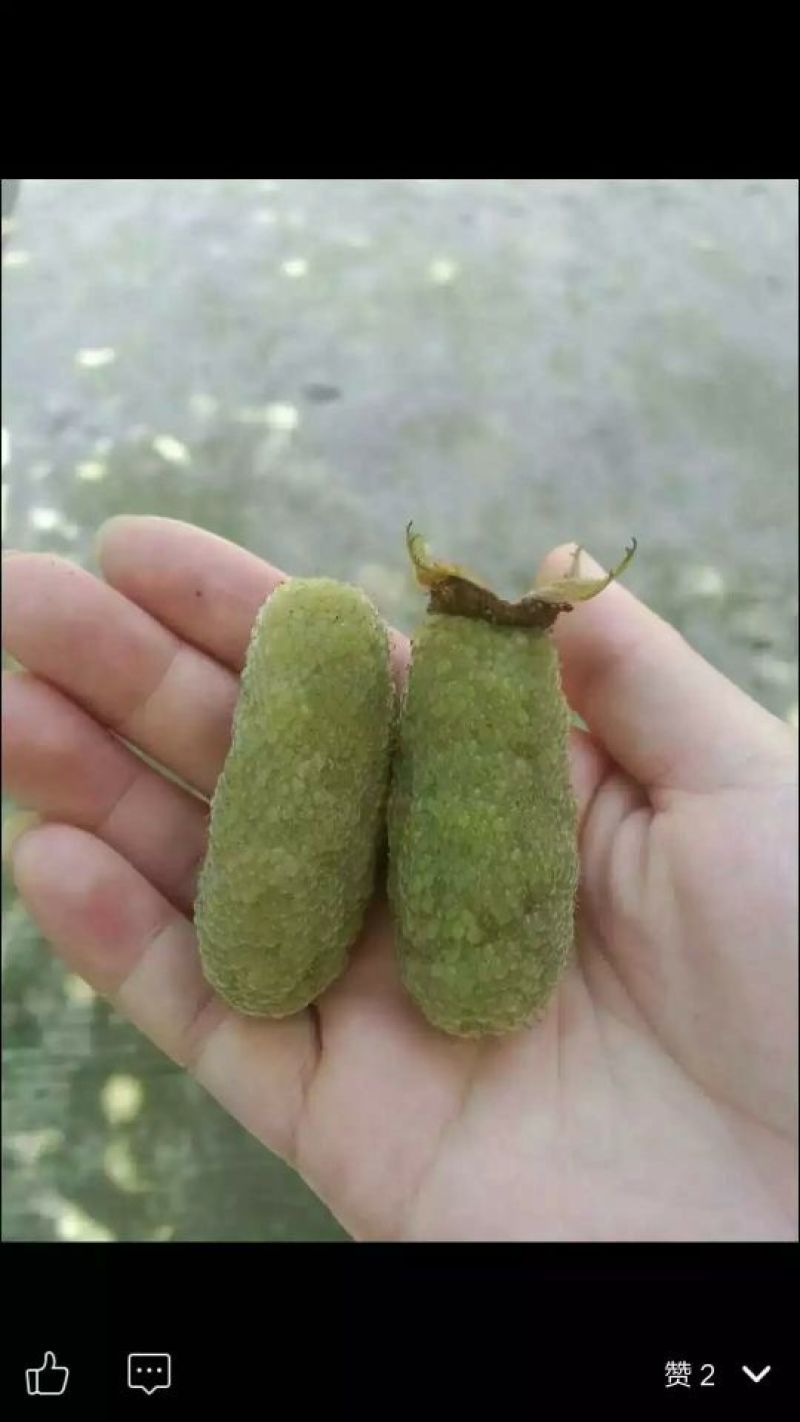 树莓苗10~30cm