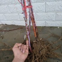树莓苗10~30cm