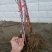 树莓苗10~30cm