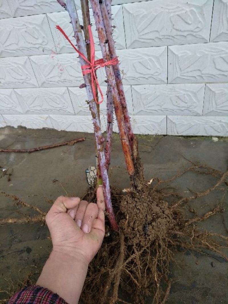 树莓苗10~30cm