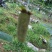 树莓苗10~30cm