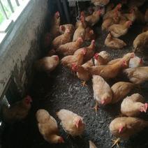鸡3~4斤散养土鸡