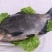 三角鲂食用活鱼25~30cm